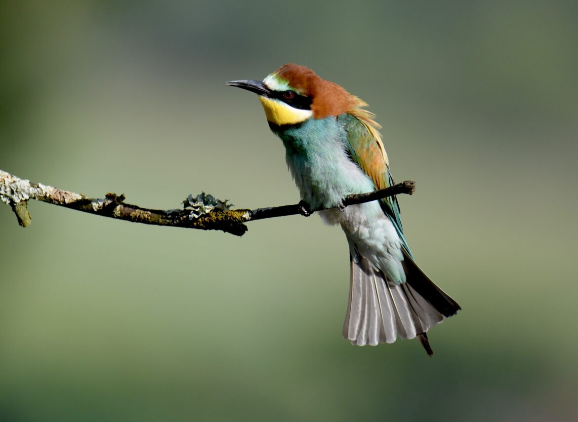 European Bee-eater – Luiz Lapa
