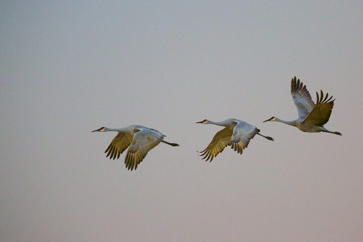 Sandhill Crane – Public Domain